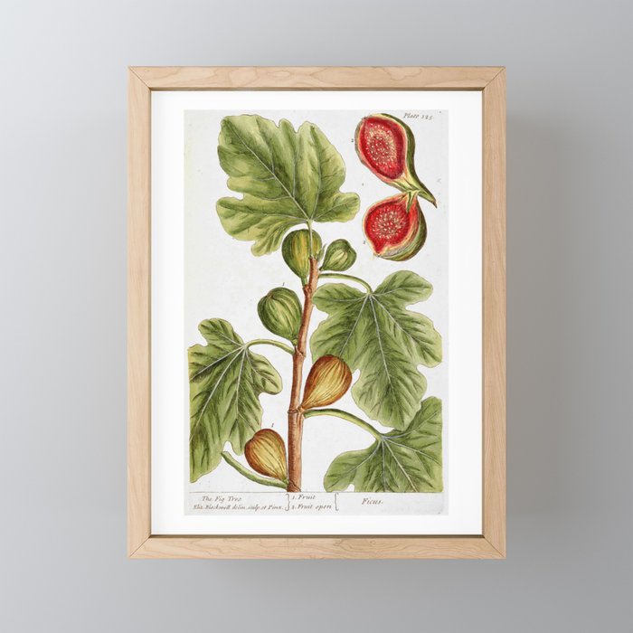 Fig by Elizabeth Blackwell from "A Curious Herbal," 1737 (print benefits The Nature Conservancy) Framed Mini Art Prints
