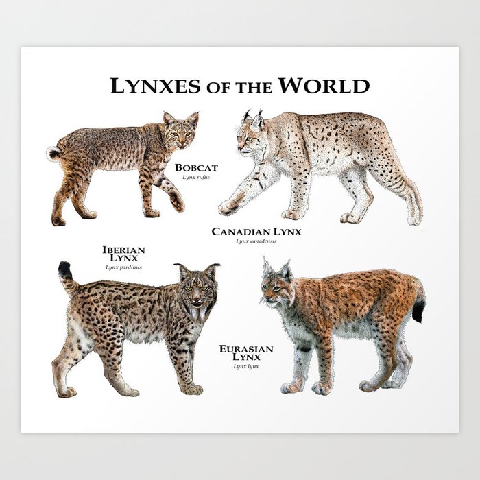 Где находится рысь. Рысь в сравнении с человеком. Рысь Размеры. Bobcat Lynx. Рысь в полный рост.