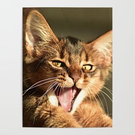 kitten yawn Poster