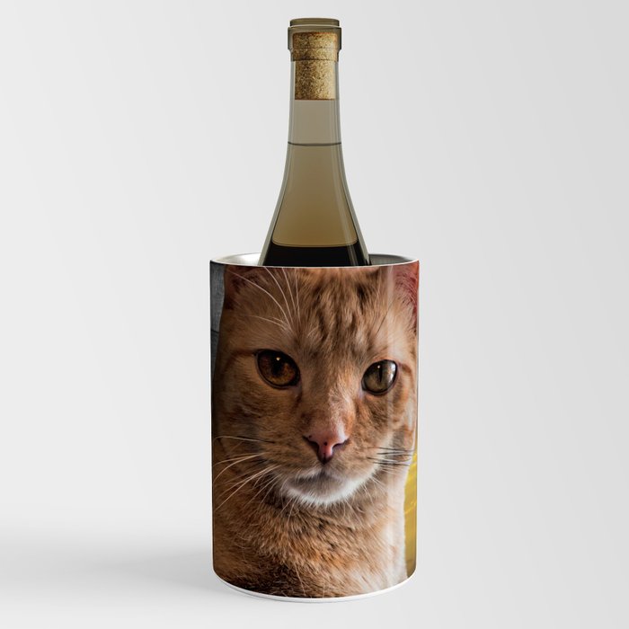 You looking at me, says the Cat Wine Chiller