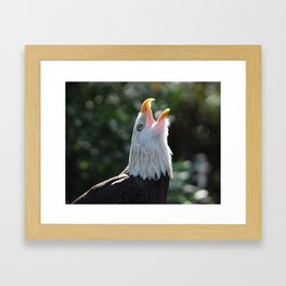 Bald Eagle Call Framed Art Print