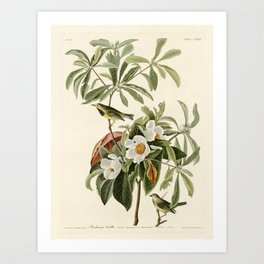 Bachman's Warbler - John James Audubon Birds of America Art Print