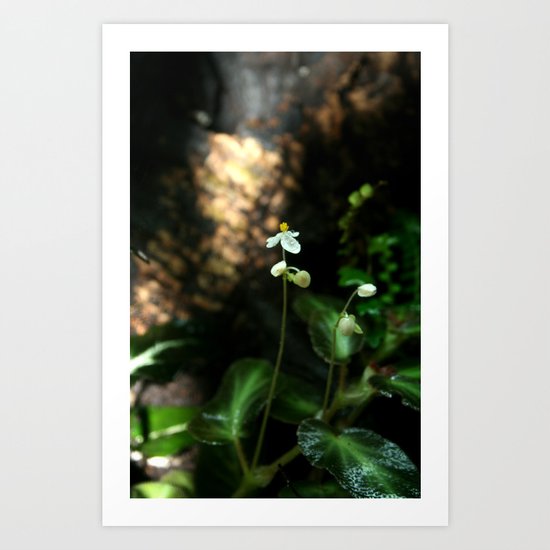 White Flower- Begonia Thelmae Art Print