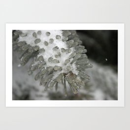Frozen Pine Needles Art Print