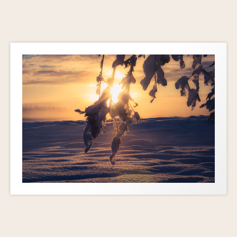 Winter Morning Sunrise On Leaves At Creamers Field Fairbanks Alaska Art Print By Mattmoberlyart Society6