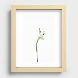Snow drop flower Recessed Framed Print