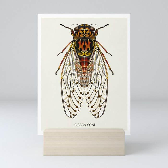Cicada Orni Bug Mini Art Print