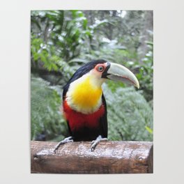 Brazil Photography - Colorful Toucan Sitting On A Branch In The Jungle Poster
