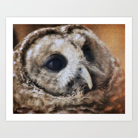 Barred Owl Art Print