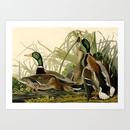 Mallard Ducks Art Print