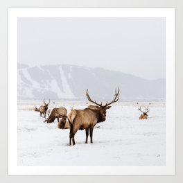 Elk Wintering in Jackson Hole Wyoming Art Print