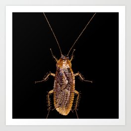 Bedazzled Roach Art Print