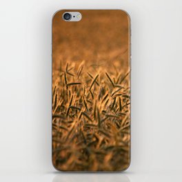 Golden grain | Goldenes Getreide iPhone Skin