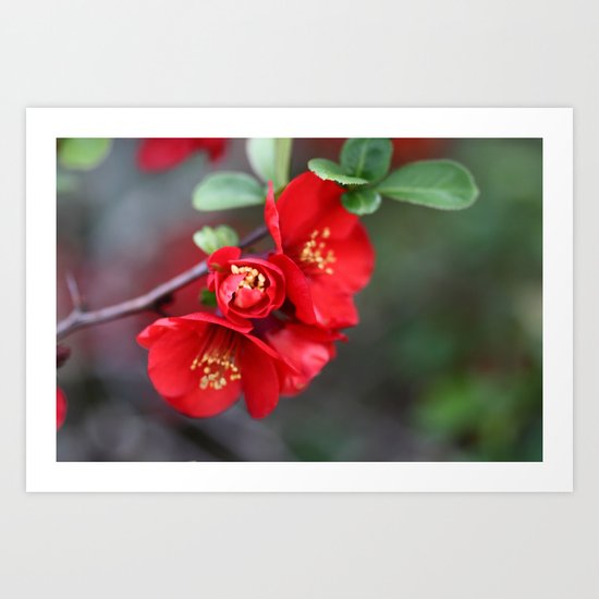 Chaenomeles - JUSTART © Art Print