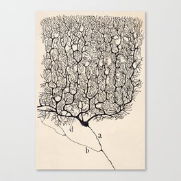 Santiago Ramon y Cajal Neuron Drawing Canvas Print