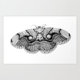 Brahmin Moth Art Print