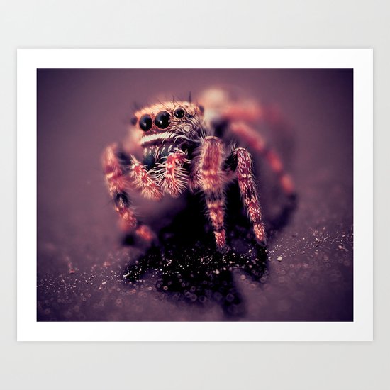 Jumping Spider Art Print