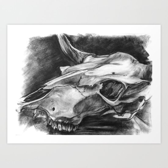 Texas Long Horn Art Print