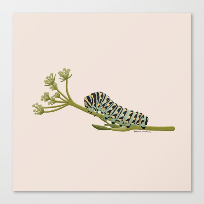 Black Swallowtail Caterpillar Canvas Print