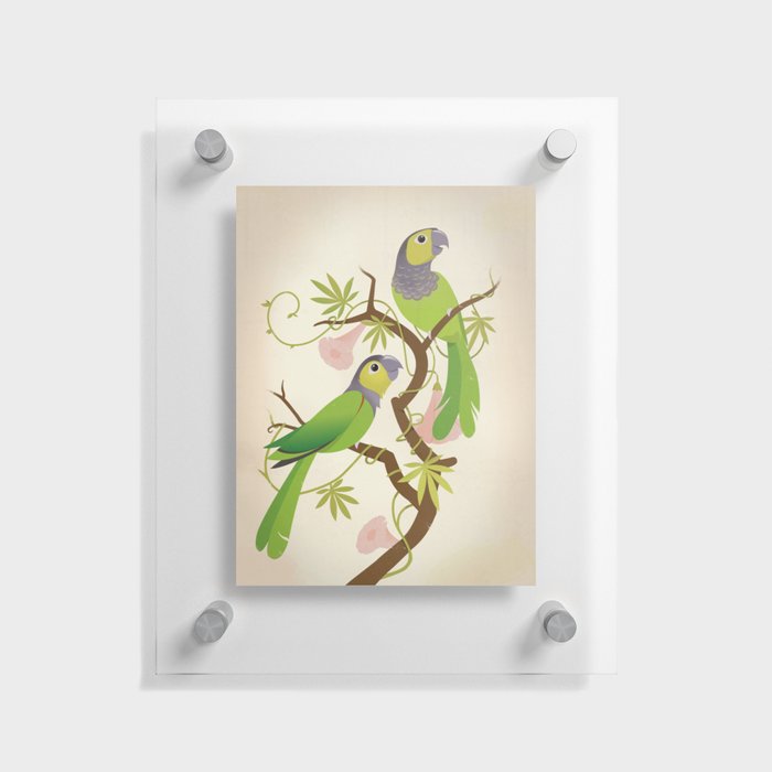 Black-capped conure Floating Acrylic Print