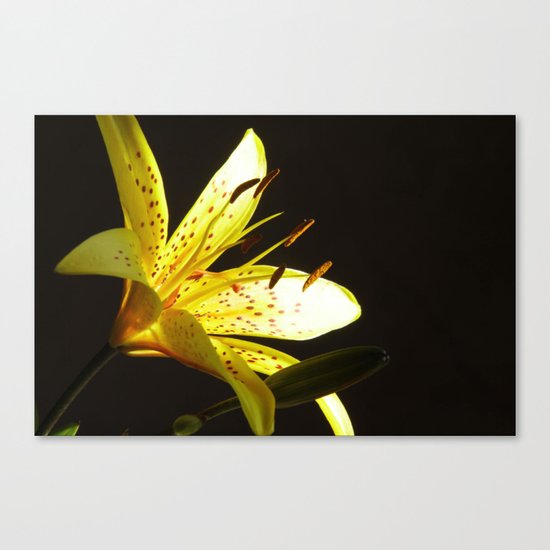 Lily Canvas Print