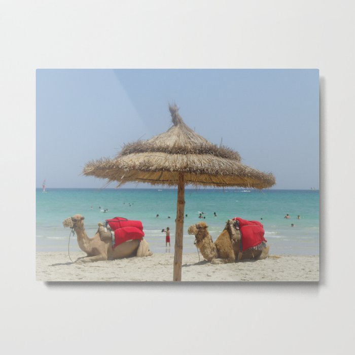 Camels on the beach  Metal Print