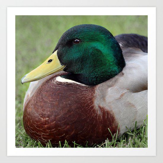 Mallard Drake Art Print