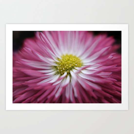 pink bellis on black -1- Art Print