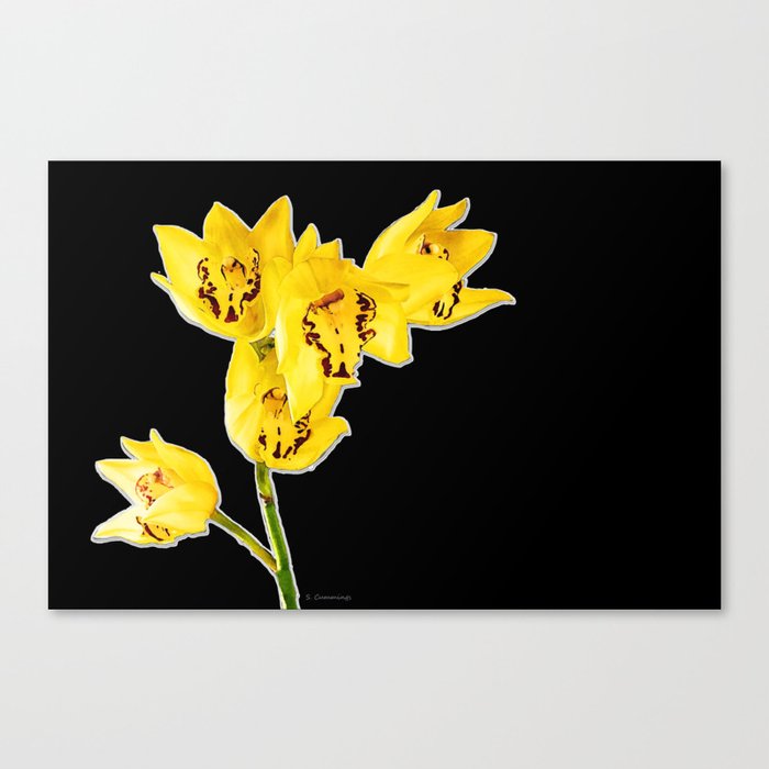 Yellow Orchids On Black Background Floral Art Canvas Print