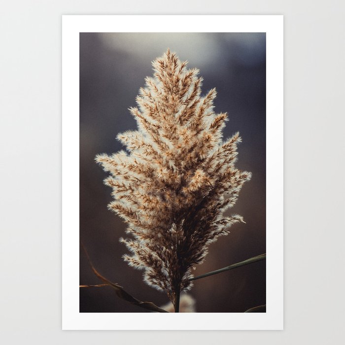 Phragmites Photograph Art Print | Photography, Digital, Color, Hdr, Plants, Photo, Grain, Phragmites, Ontario, Canada
