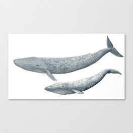 Blue whales (Balaenoptera musculus) - Blue whale Canvas Print