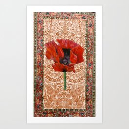 Persian Poppy  Art Print