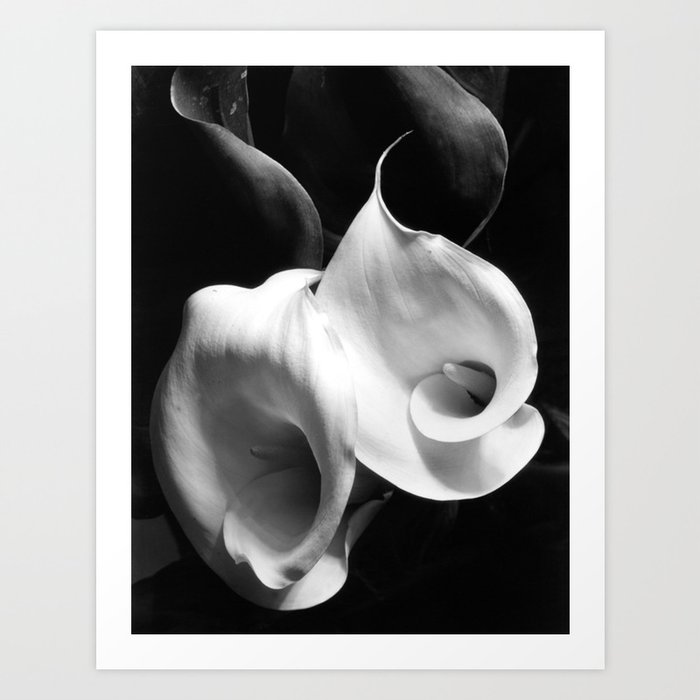 Calla Lily blossoms floral black and white photography / photograph Art Print