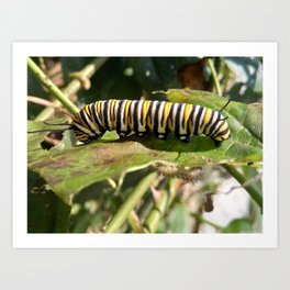 Hungry Monarch Caterpillar Art Print