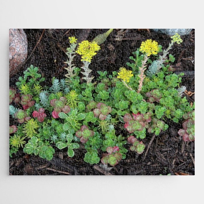 Succulent Garden Jigsaw Puzzle