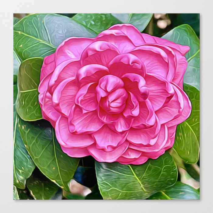 The Magenta Blooming Flower Canvas Print