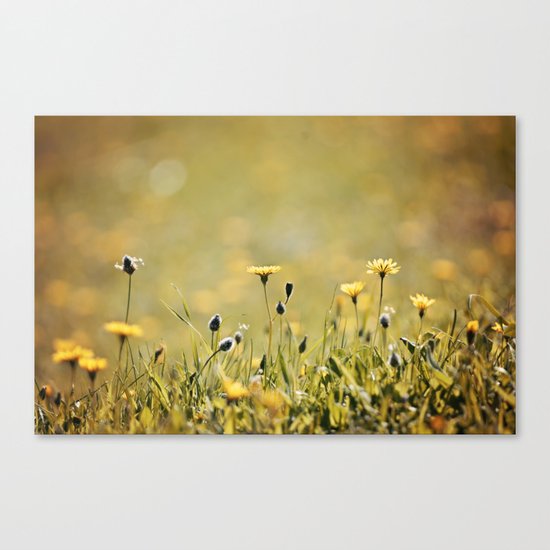 Yellow Wildflowers in the Sun Canvas Print