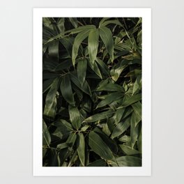 Close up of plant in summer | Nature Botanical Outdoor Vibes The Netherlands Photo |  Photography Art Print Art Print