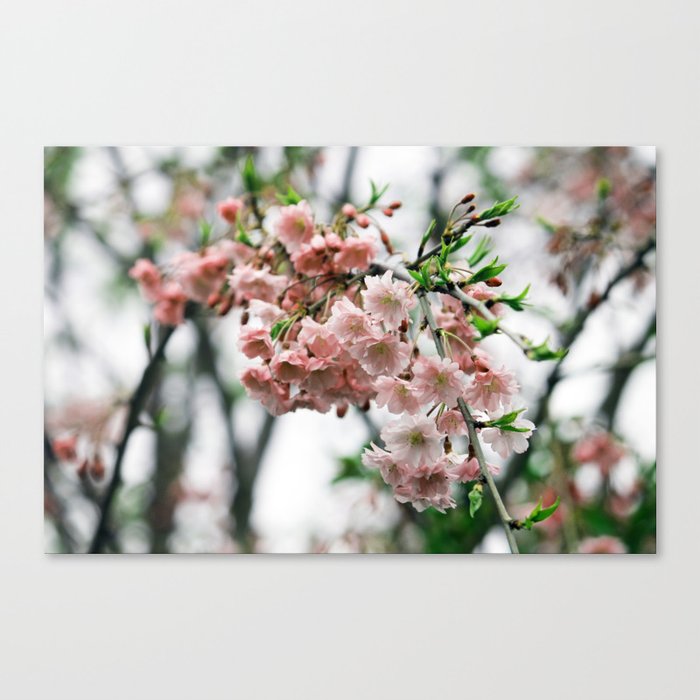 Weeping Cherry Canvas Print