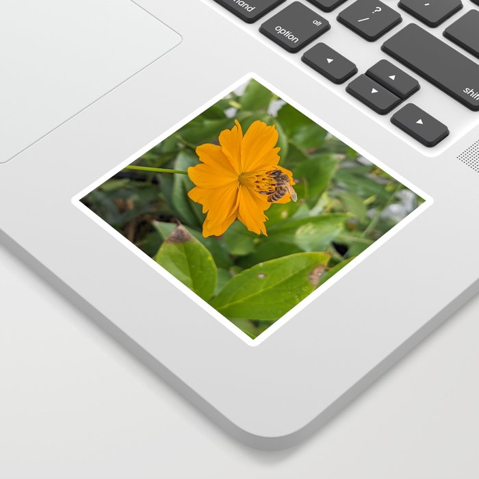 Bee Visiting Orange Cosmo  Sticker