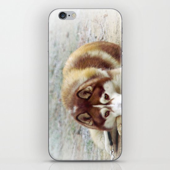 Siberian Husky iPhone Skin