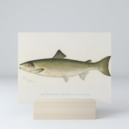 Atlantic Salmon Mini Art Print