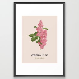 Common Lilac Framed Art Print