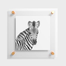 Baby Zebra Floating Acrylic Print