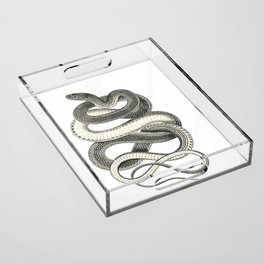 snake vintage style print serpent black and white 1800's Acrylic Tray