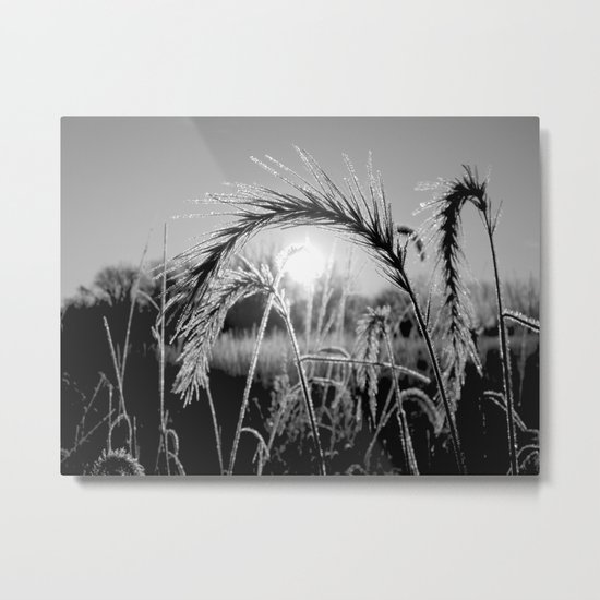 Wheat Sunrise B&W Metal Print
