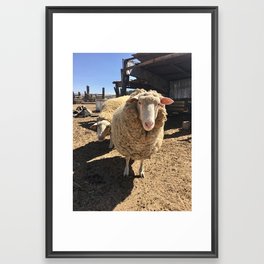 california sheep Framed Art Print