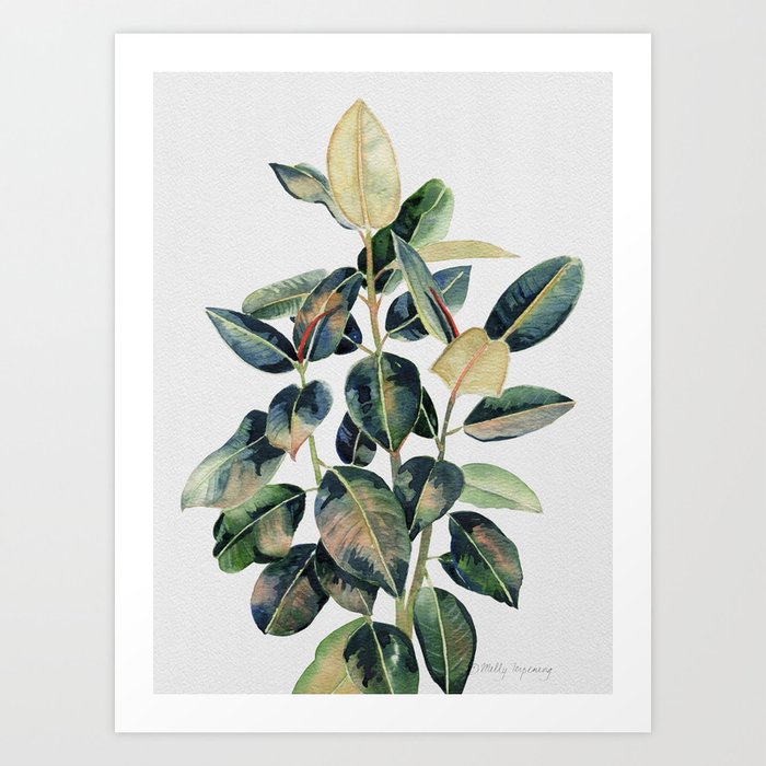 Ficus Leaves Watercolor 2 Art Print