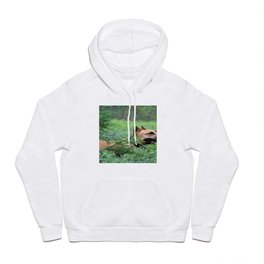 dog staffordshire terrier forest spruce Hoody