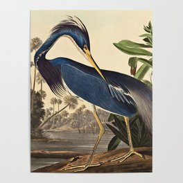 John James Audubon - Louisiana Heron Poster